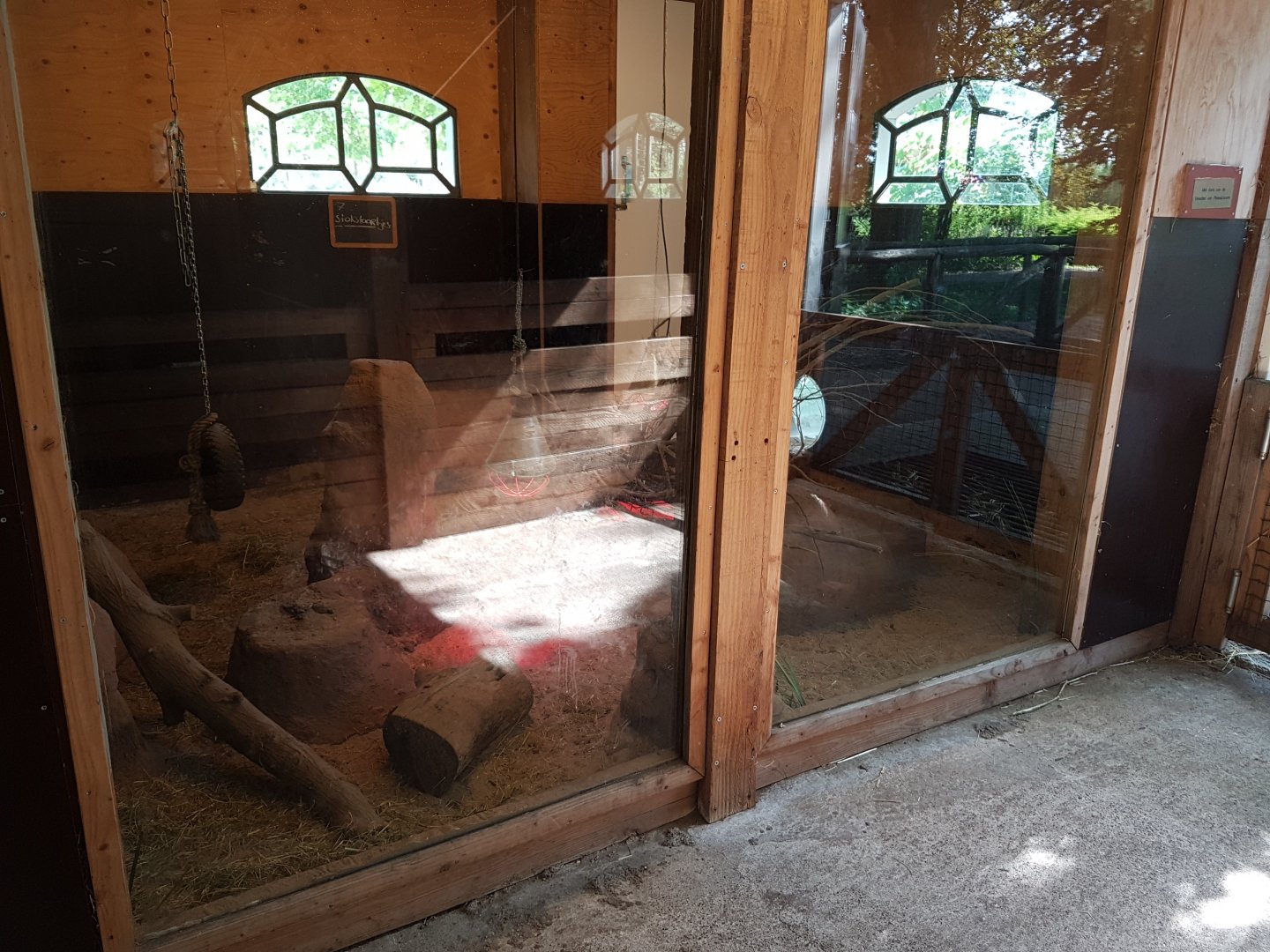 Meerkat indoor-enclosure