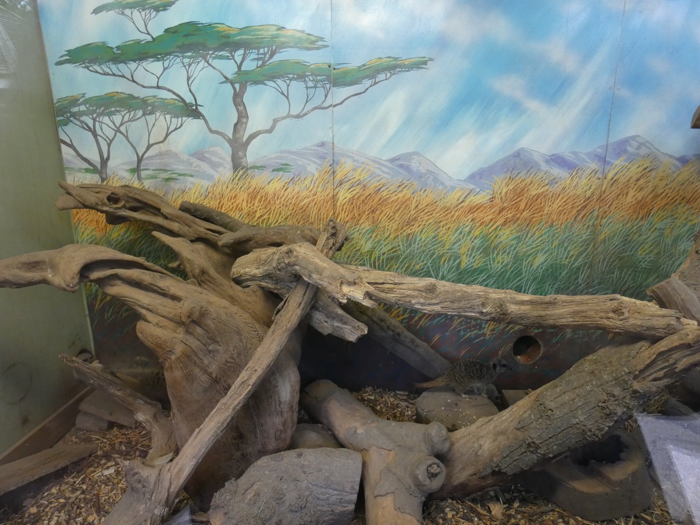 Meerkat indoor enclosure