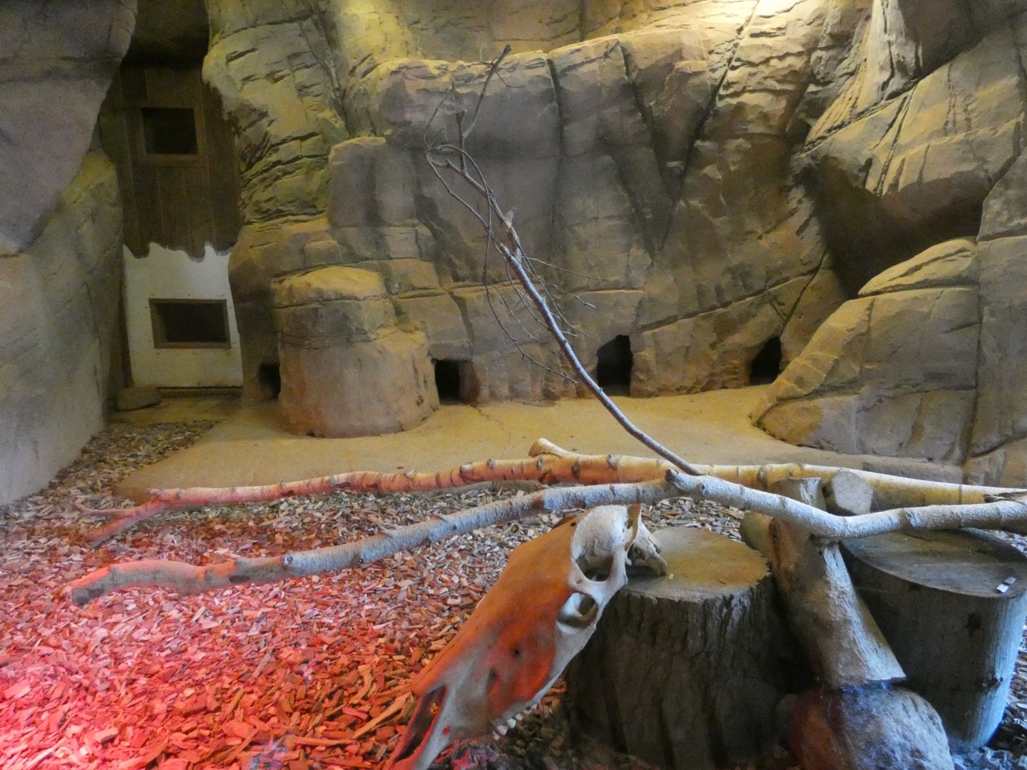 Meerkat indoor enclosure