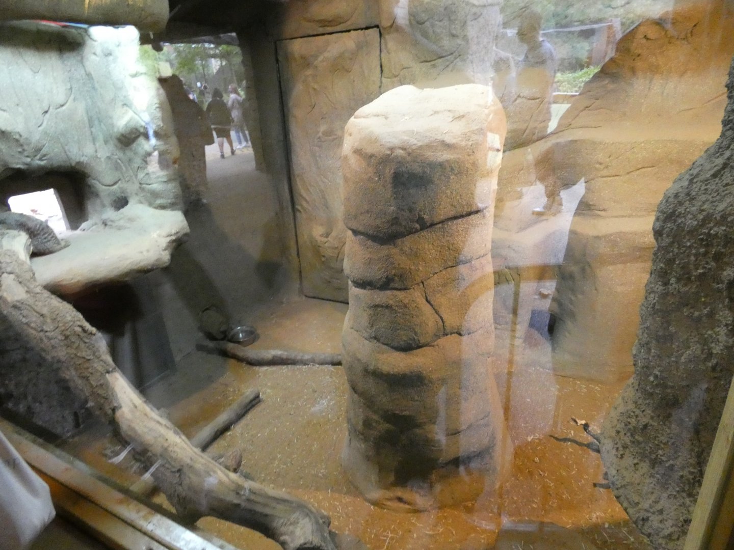 Meerkat indoor enclosure