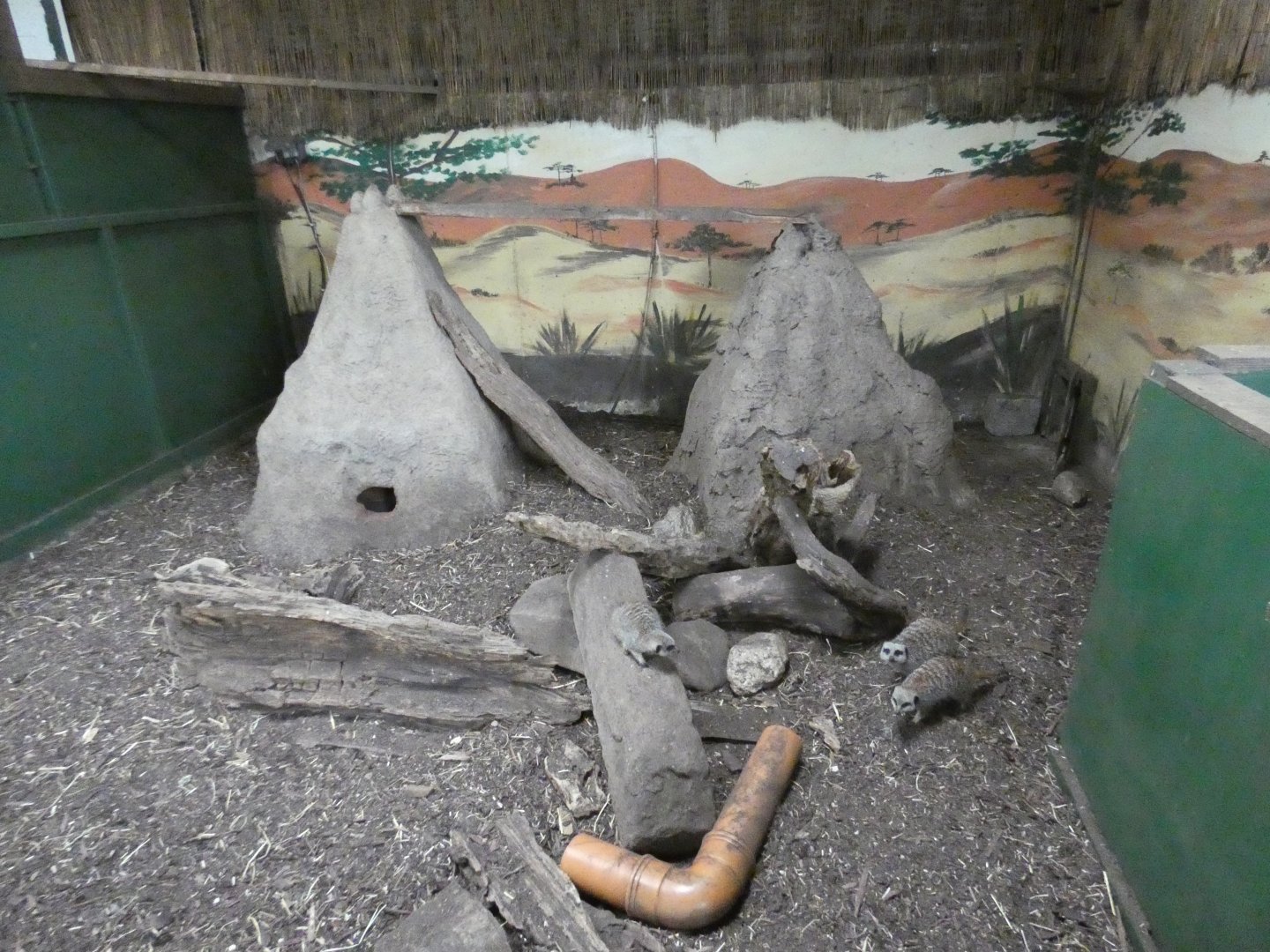 Meerkat indoor enclosure