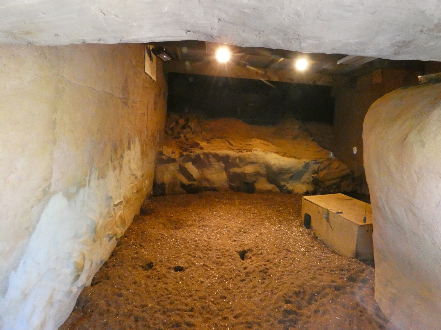 Meerkat indoor enclosure