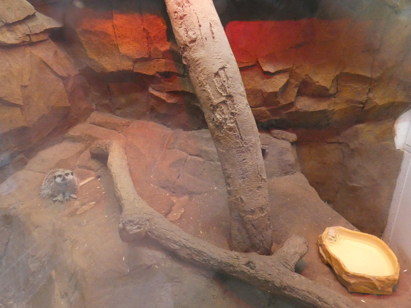 Meerkat indoor enclosure
