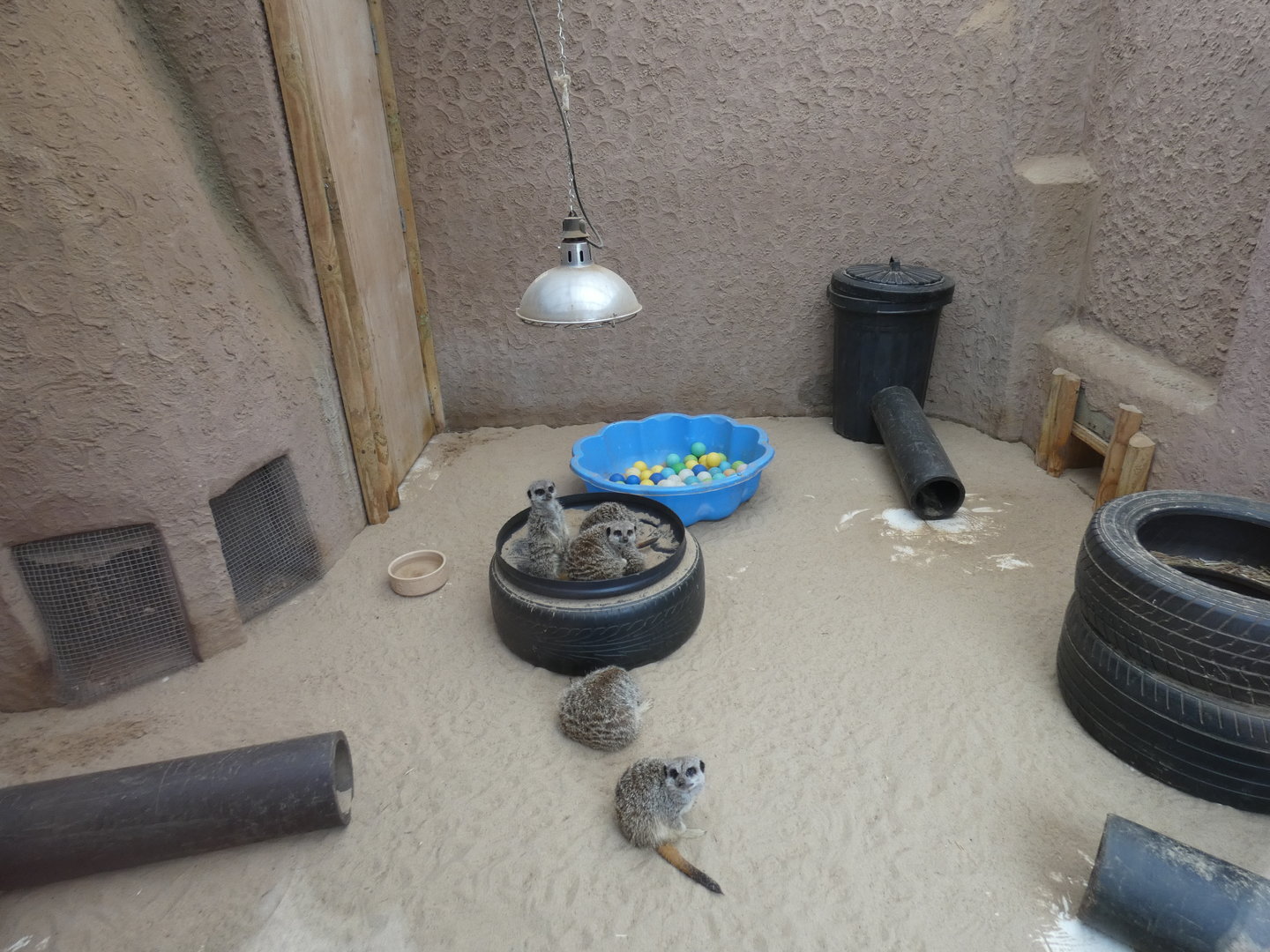 Meerkat indoor enclosure