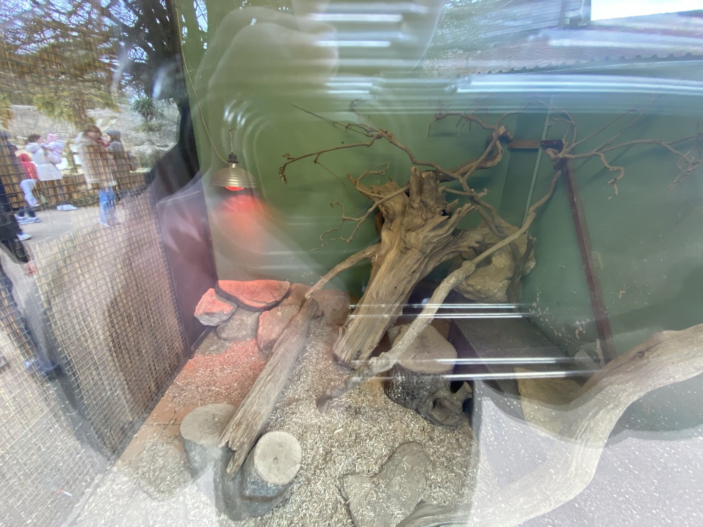 Meerkat indoor enclosure