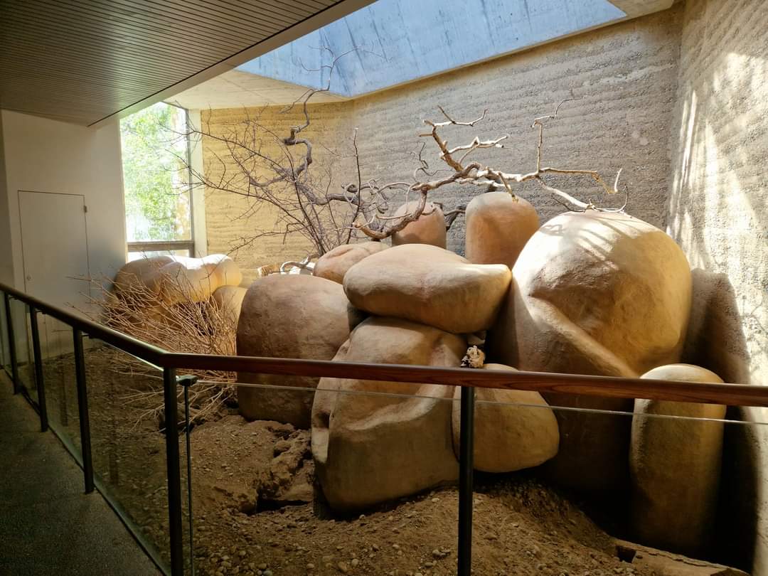 Meerkat indoor, Etosha house