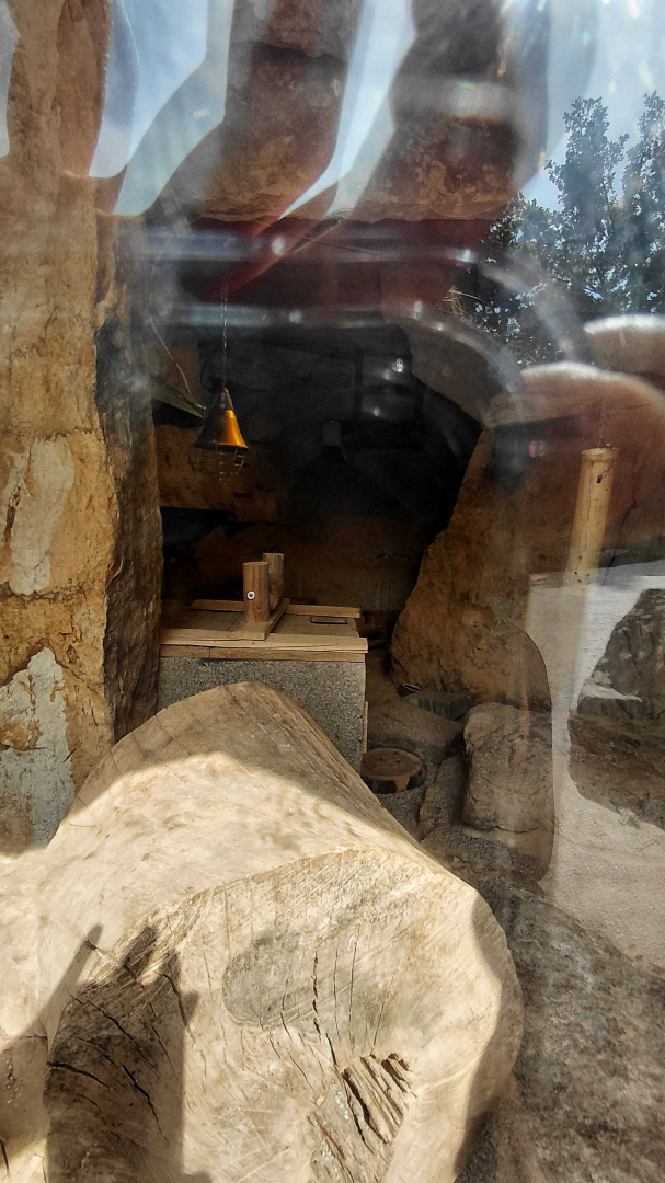 Meerkat indoor exhibir