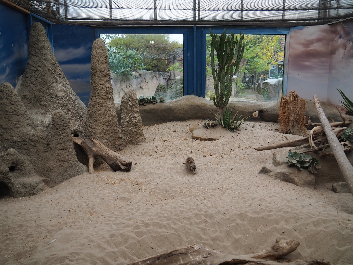 Meerkat indoor exhibit (Nov 10th, 2018)