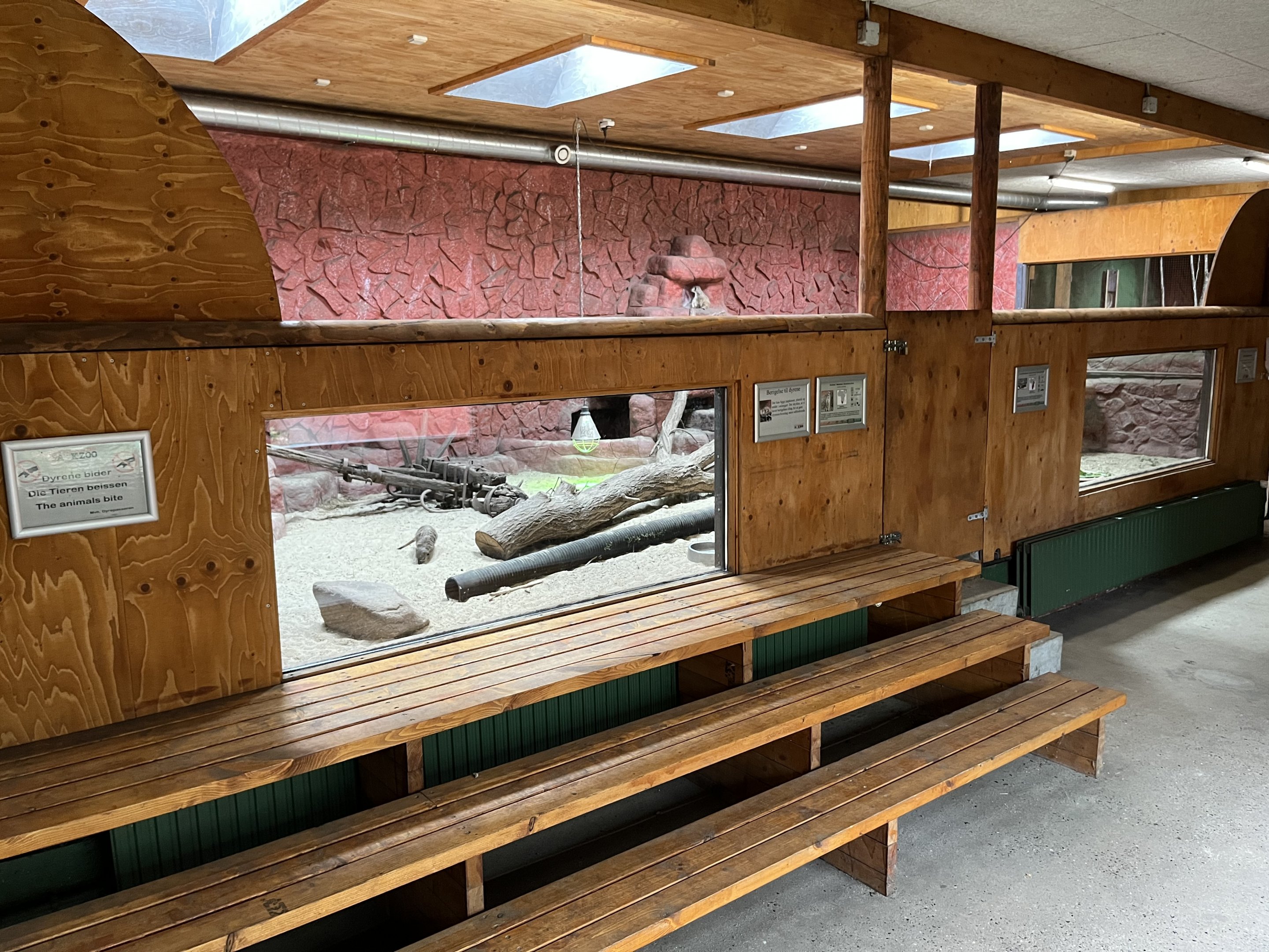 Meerkat - indoor exhibit