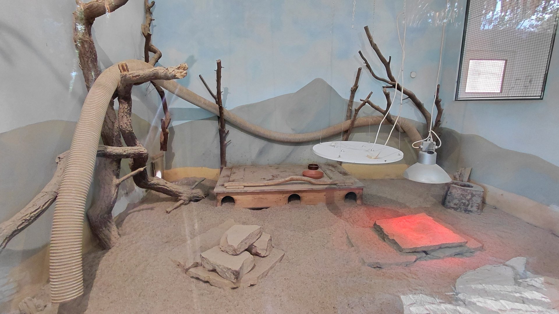 Meerkat indoor exhibit