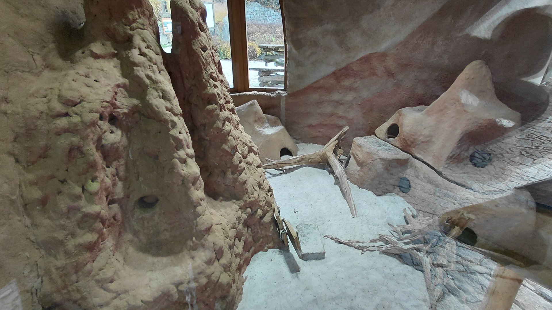 Meerkat indoor exhibit