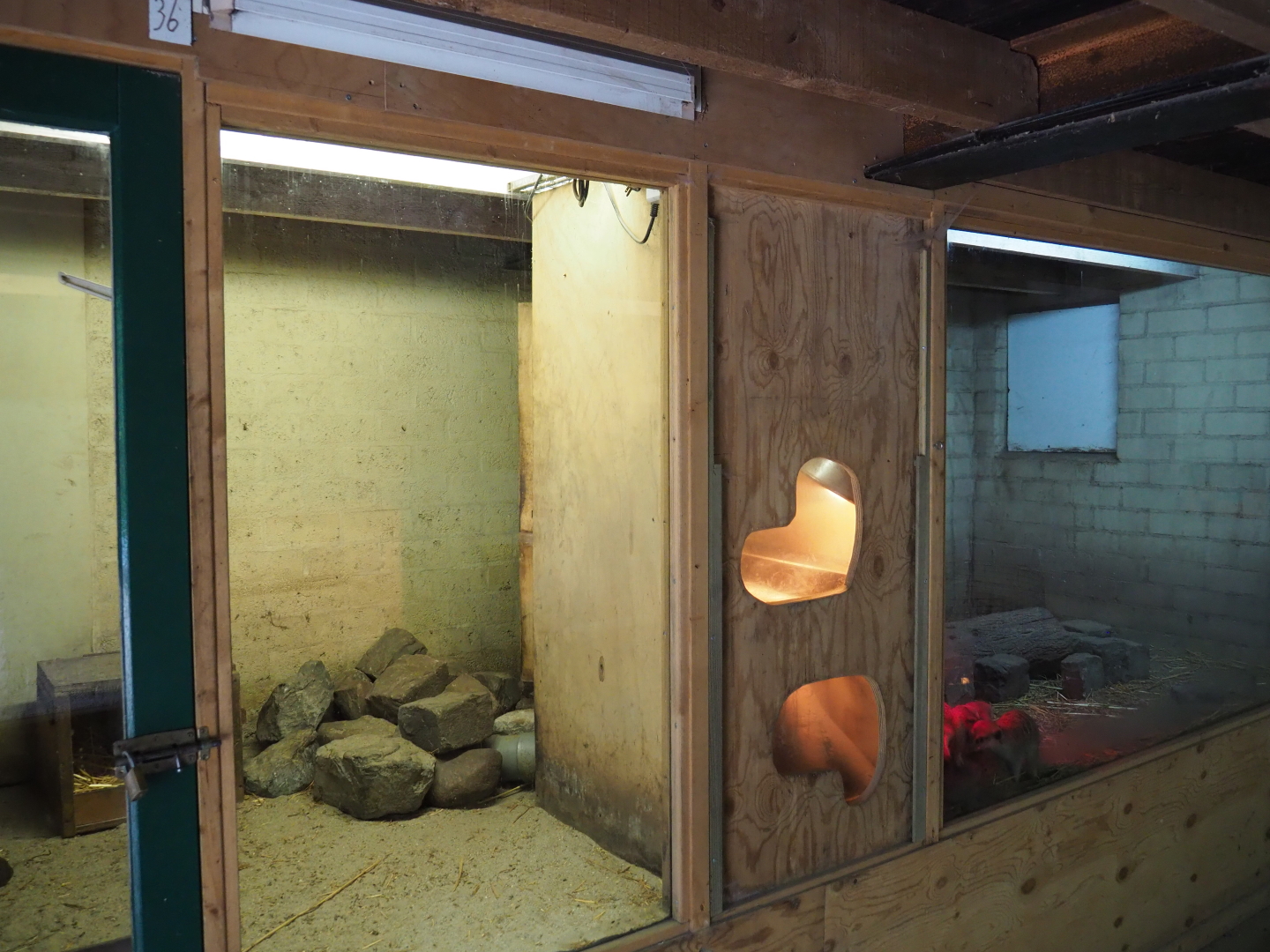 Meerkat indoor exhibits, 2019-05-25