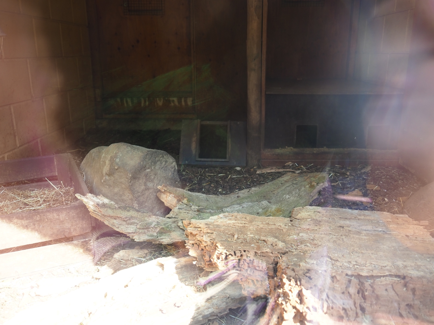 Meerkat indoor housing, 2019-03-30