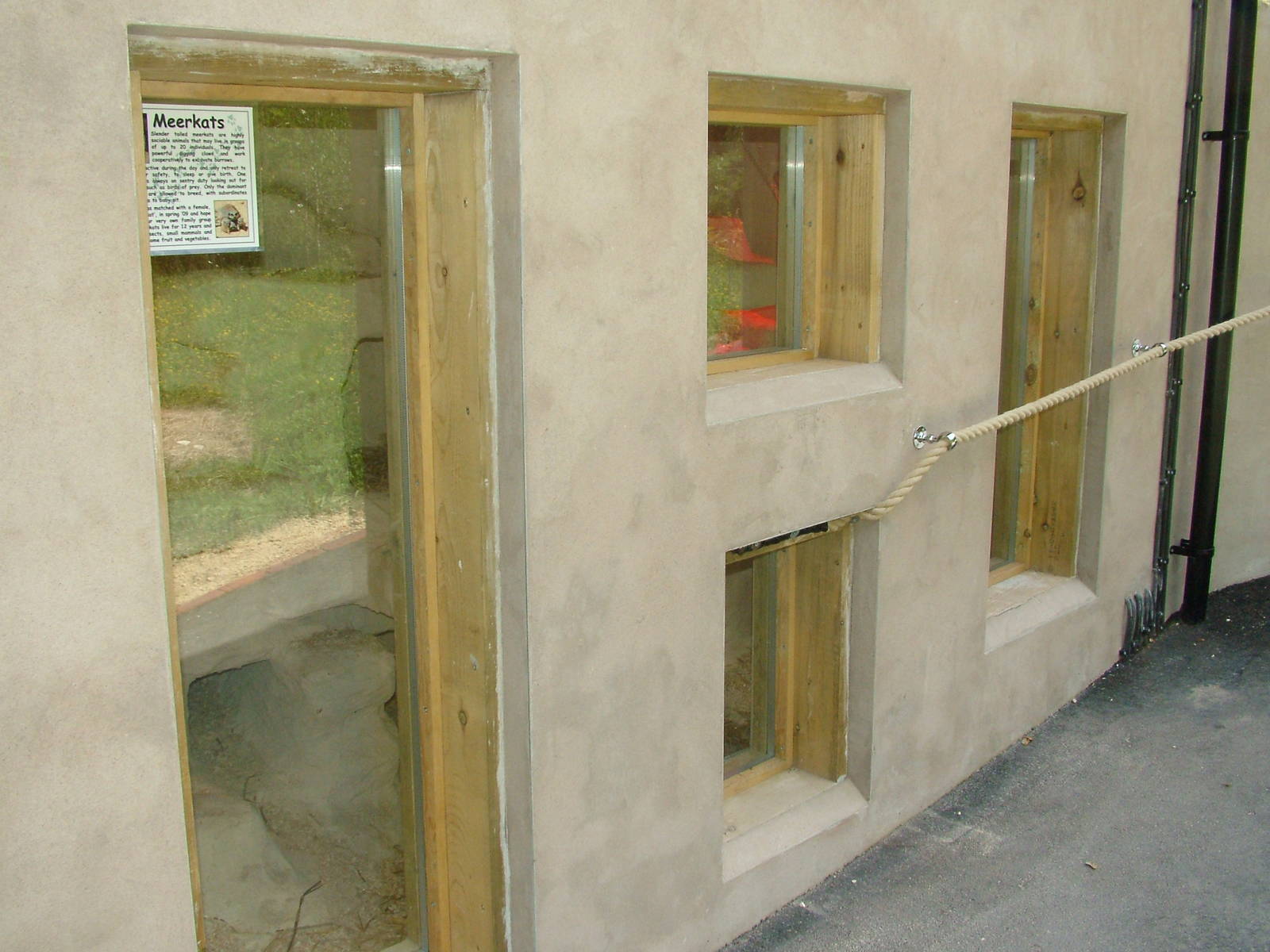 Meerkat indoor viewing at Tropical Butterfly House 13/06/09
