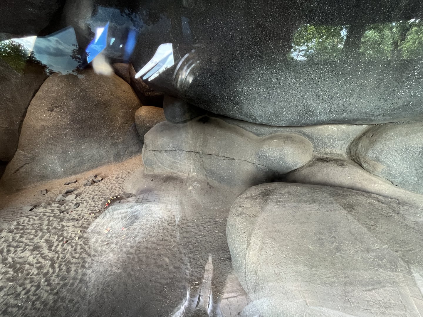 Meerkat indoors 6.7.23