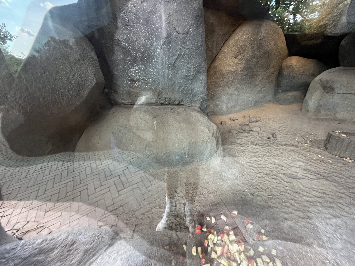 Meerkat indoors 6.7.23