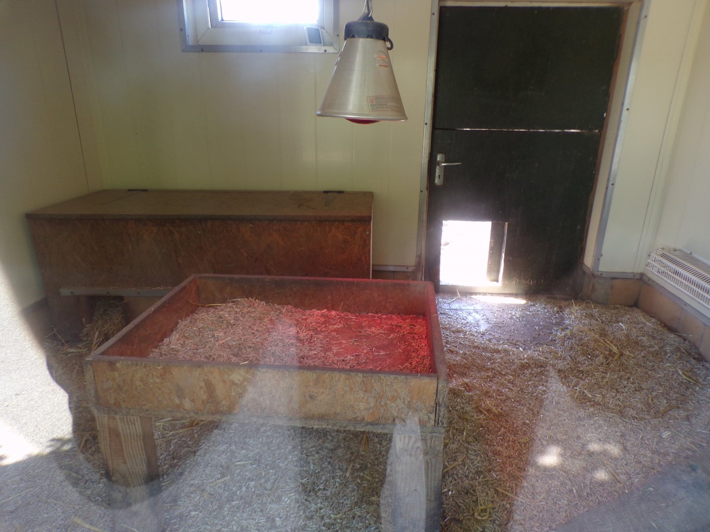 Meerkat indoors 7.7.24