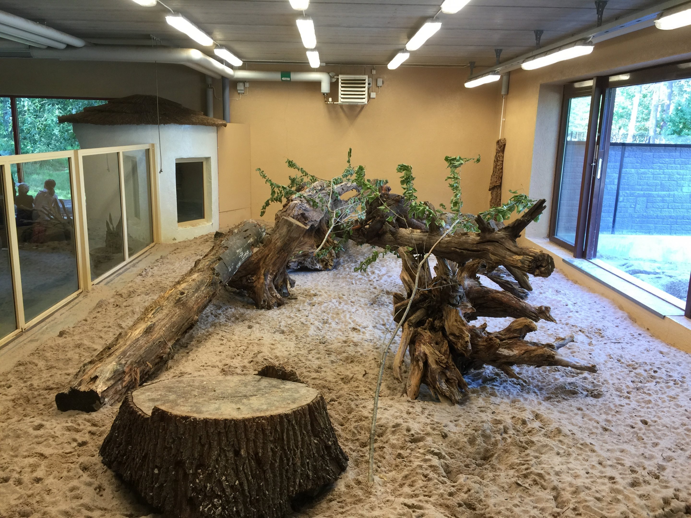 Meerkat indoors | The Desert House