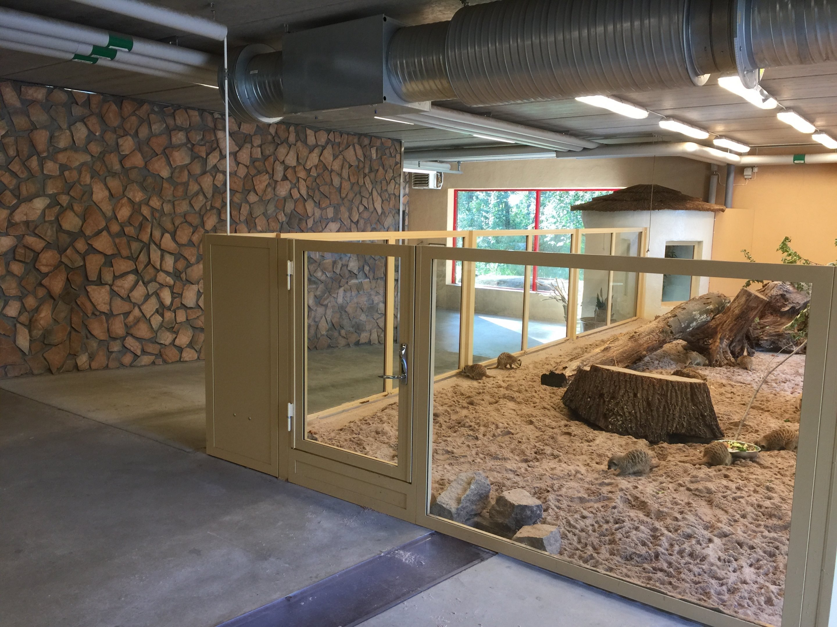 Meerkat indoors | The Desert House