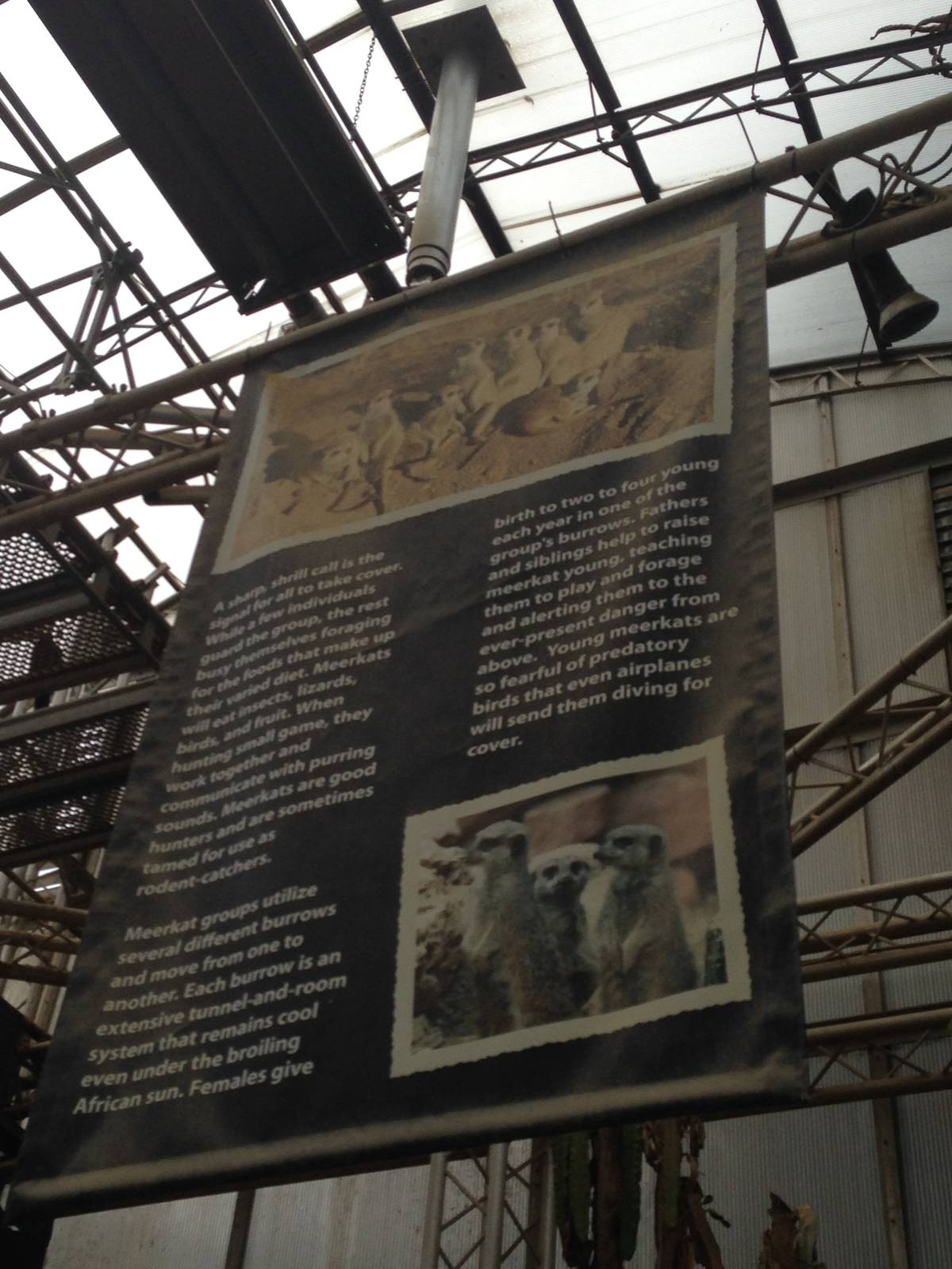 Meerkat Information at Tropical World