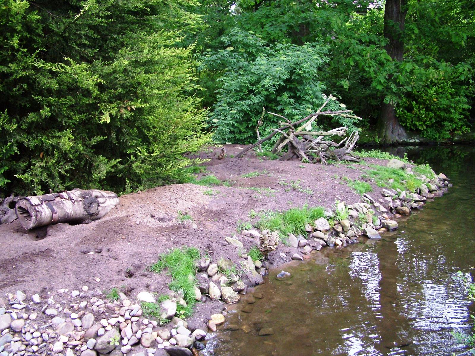 Meerkat Island at Wissel Zoo, Epe, 01/06/12