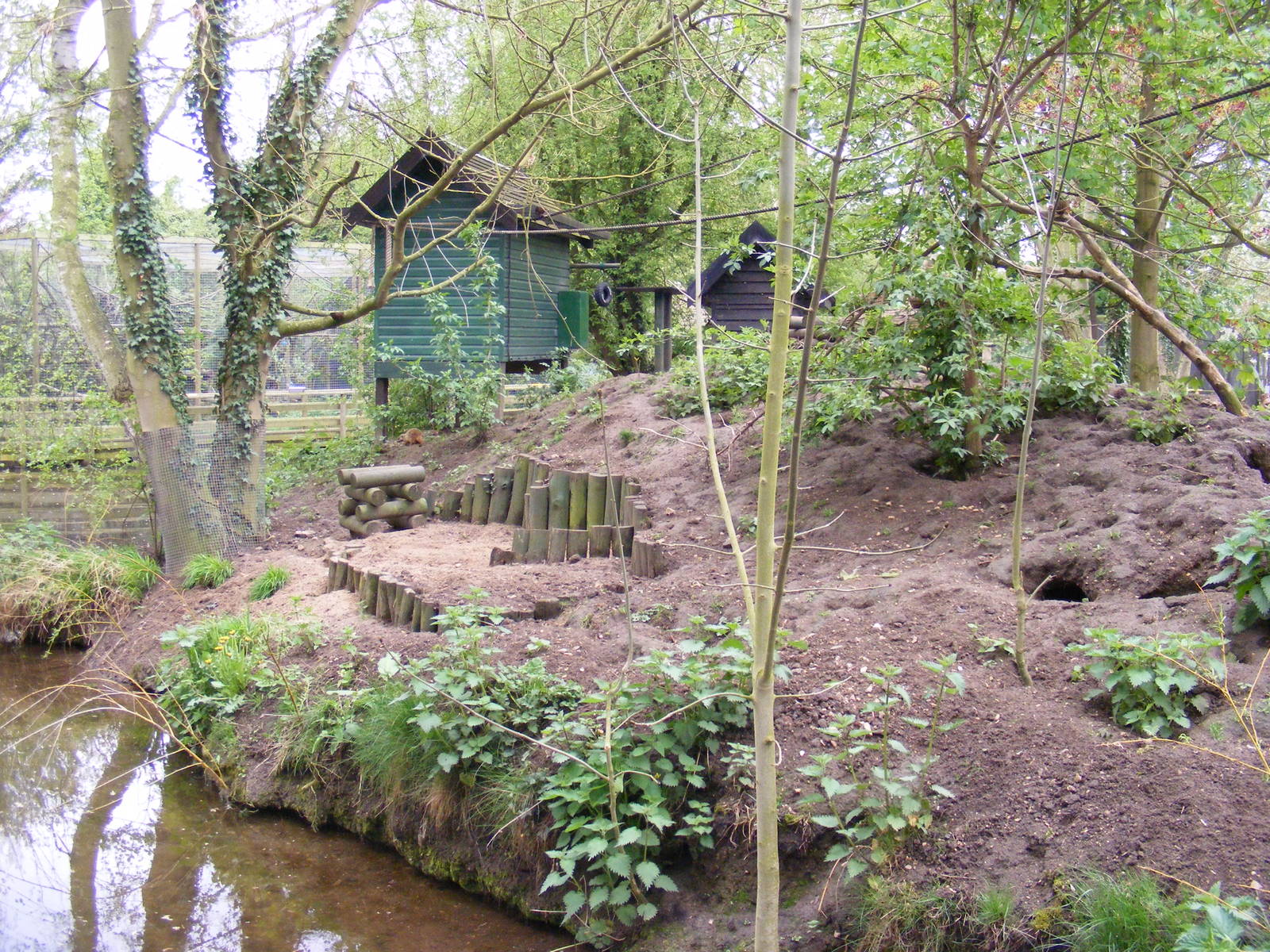 Meerkat island - Shepreth Wildlife Park - 17 April 2009