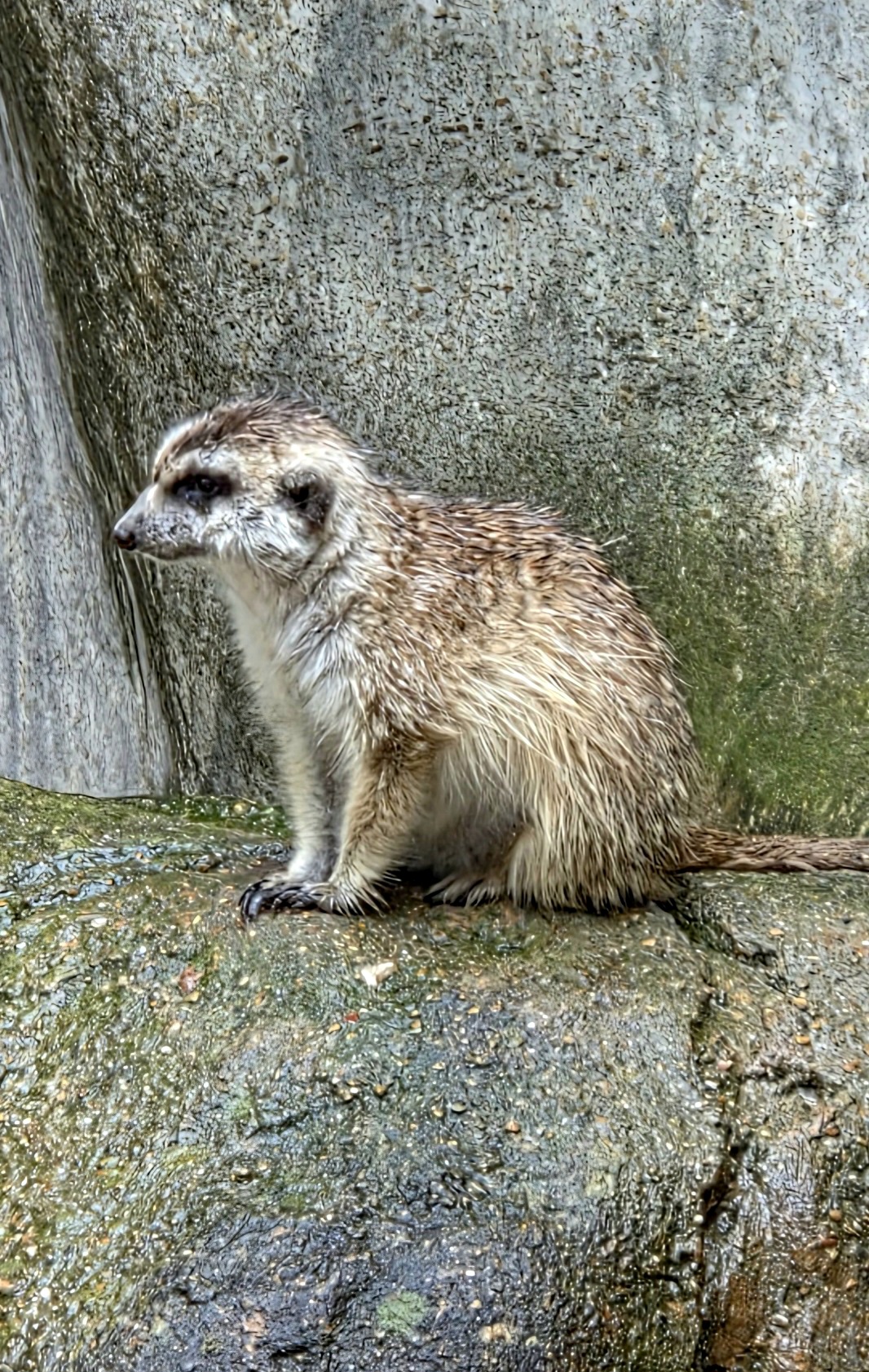 Meerkat - July 2025