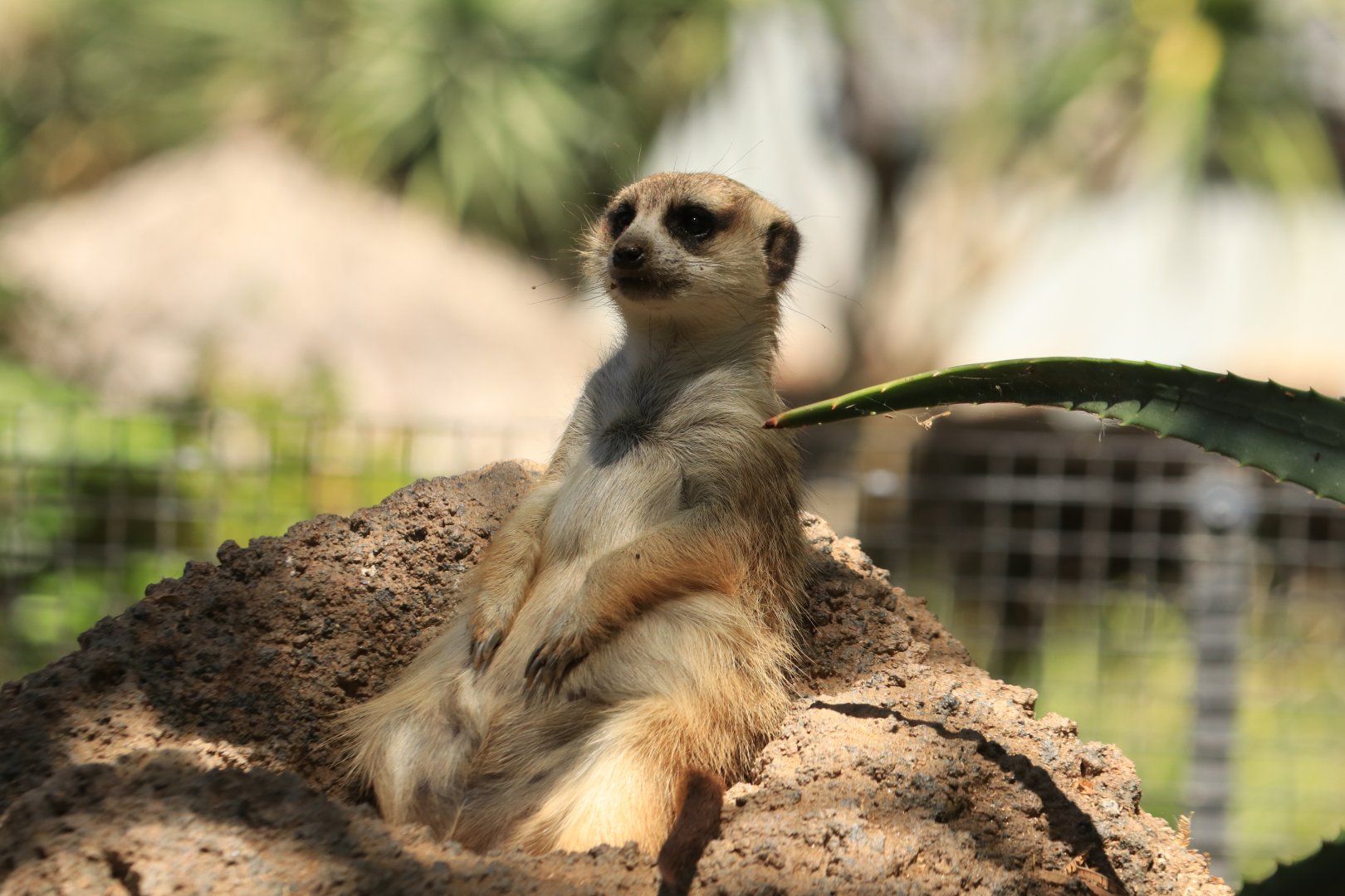 Meerkat (June 2019)
