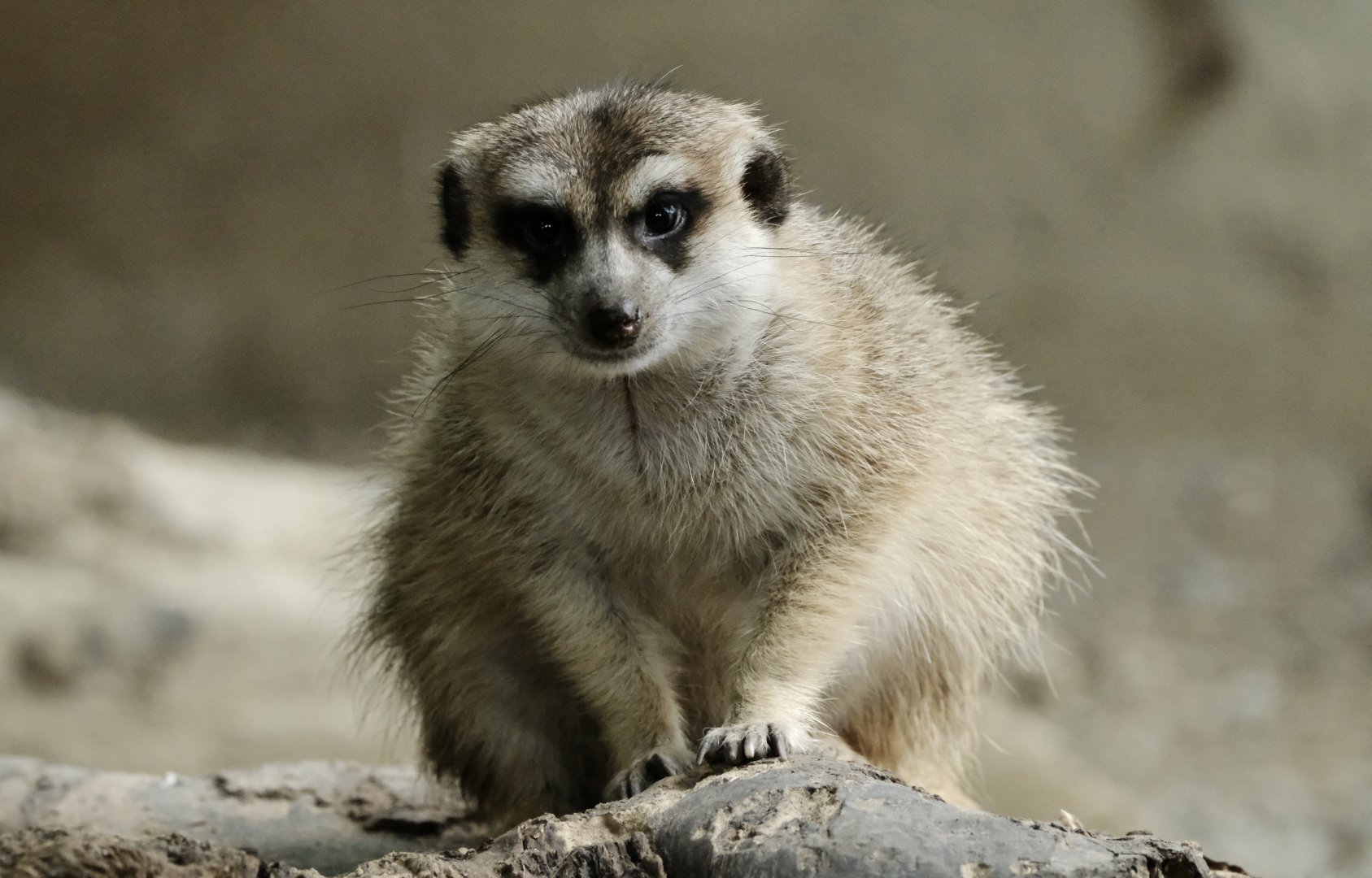 Meerkat - June 26, 2025