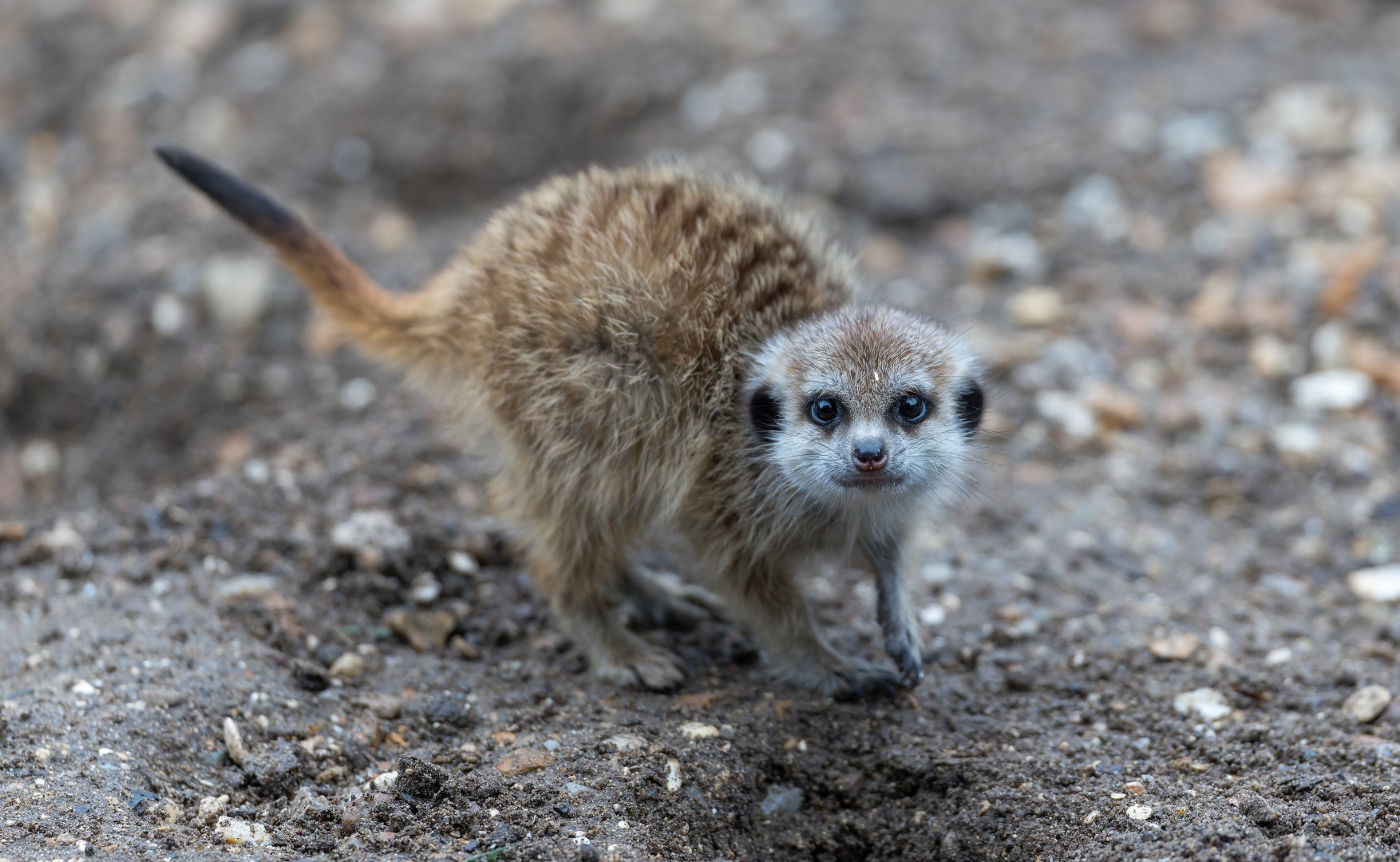 Meerkat juvenile, Hamerton, UK