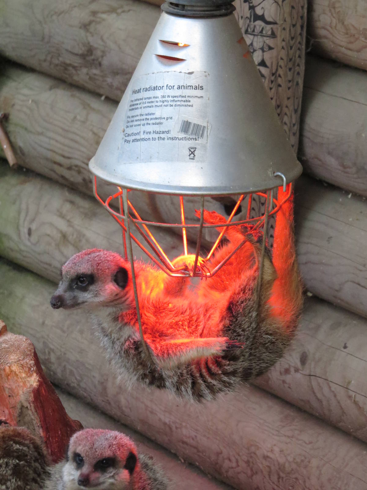 meerkat keeping warm