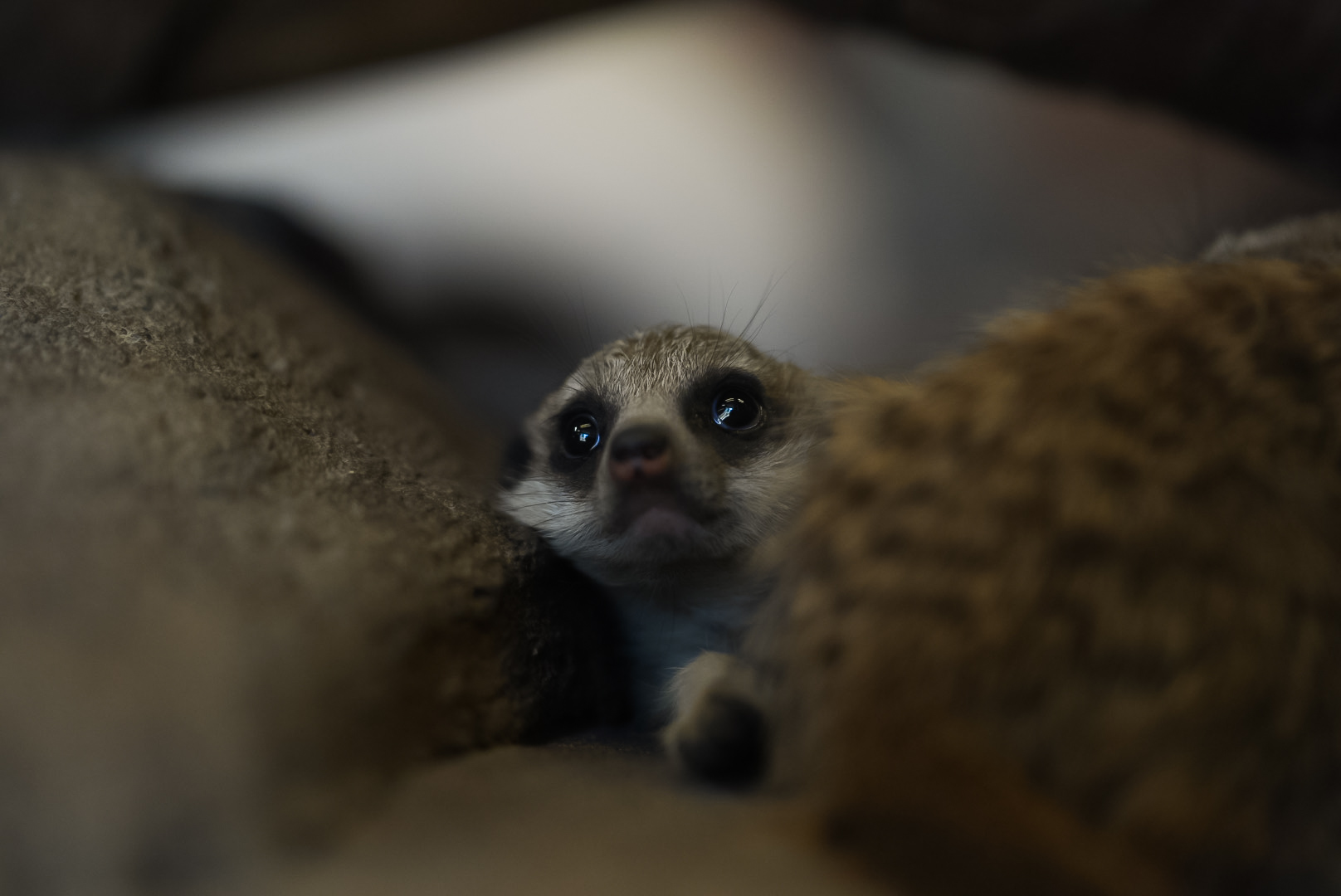 Meerkat Kit (baby)