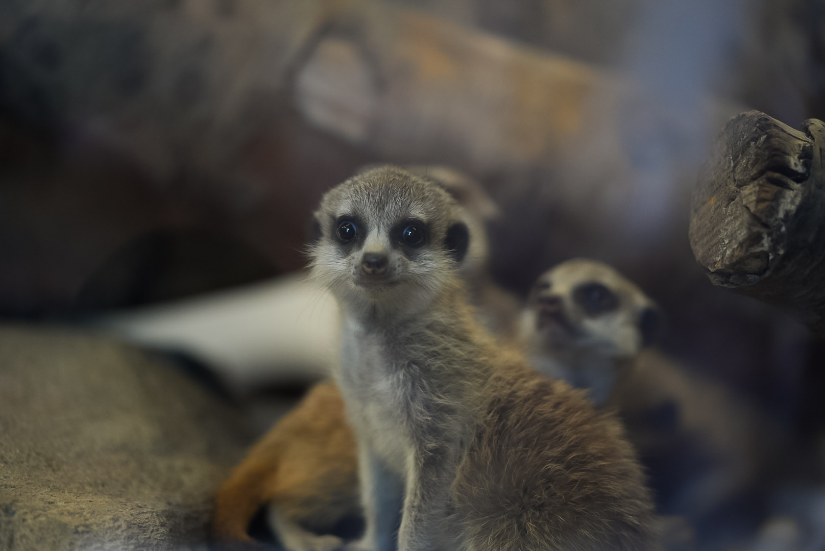 Meerkat Kit (baby)