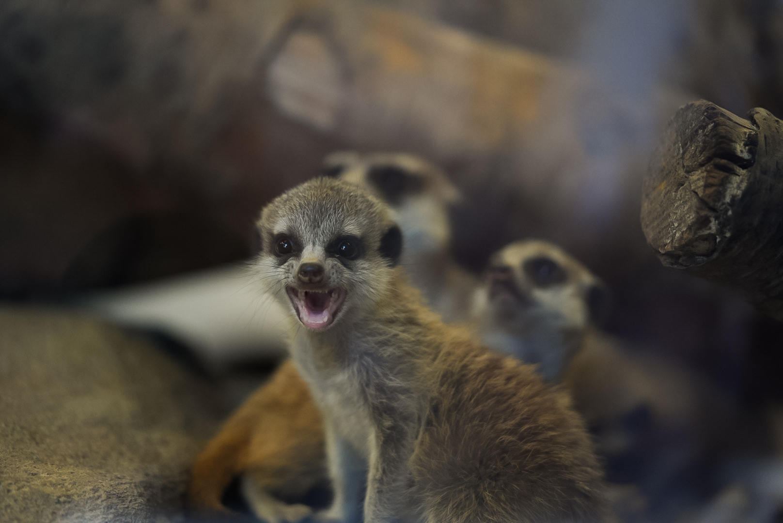 Meerkat Kit (baby)
