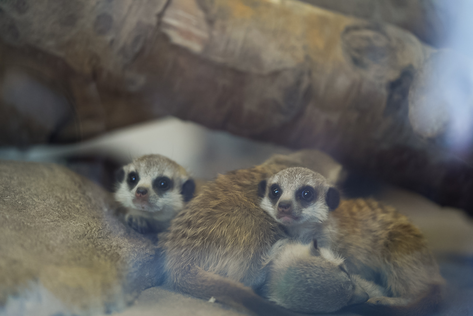 Meerkat Kits (babies)