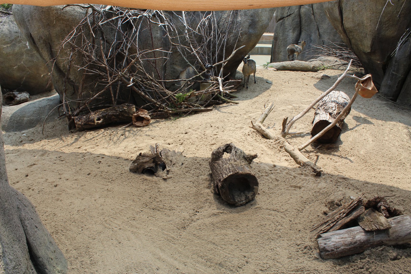 Meerkat & Klipspringer Exhibit - African Grasslands