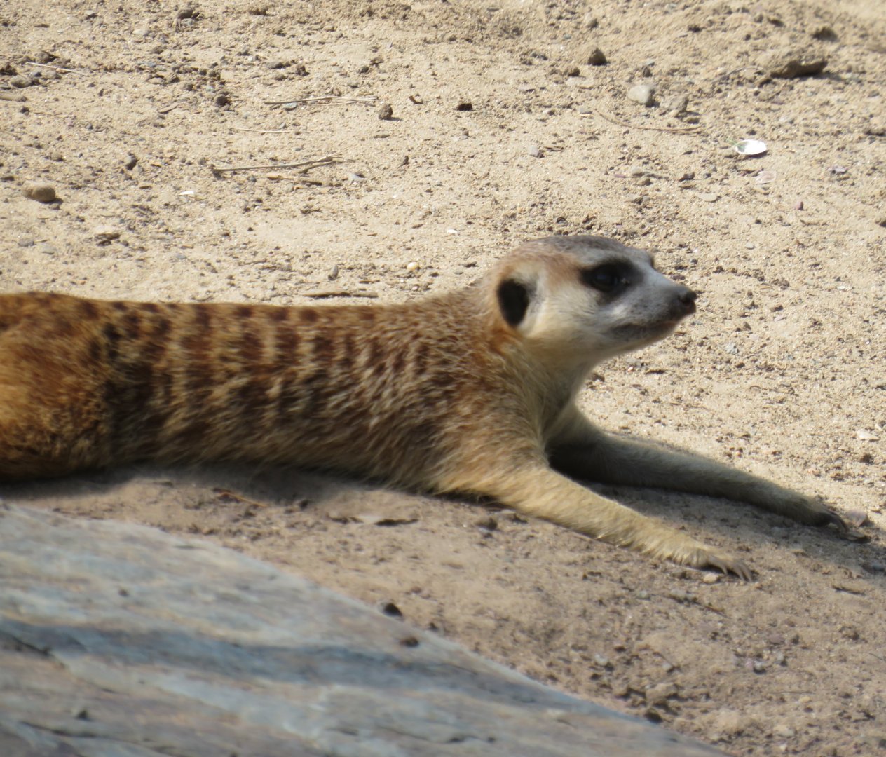 Meerkat laying down