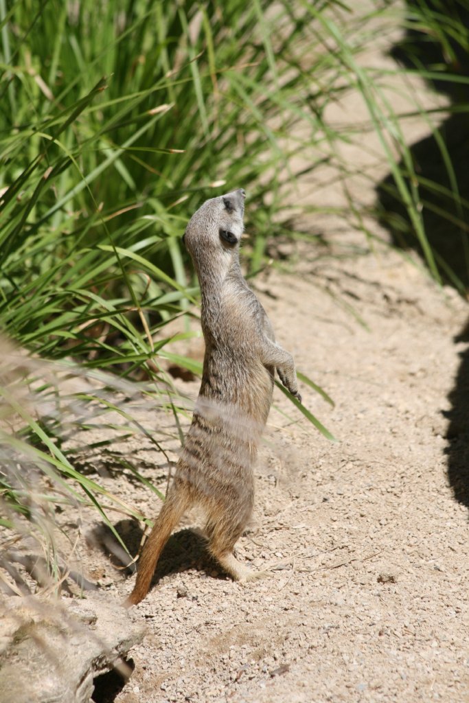 Meerkat looking at Giraffe