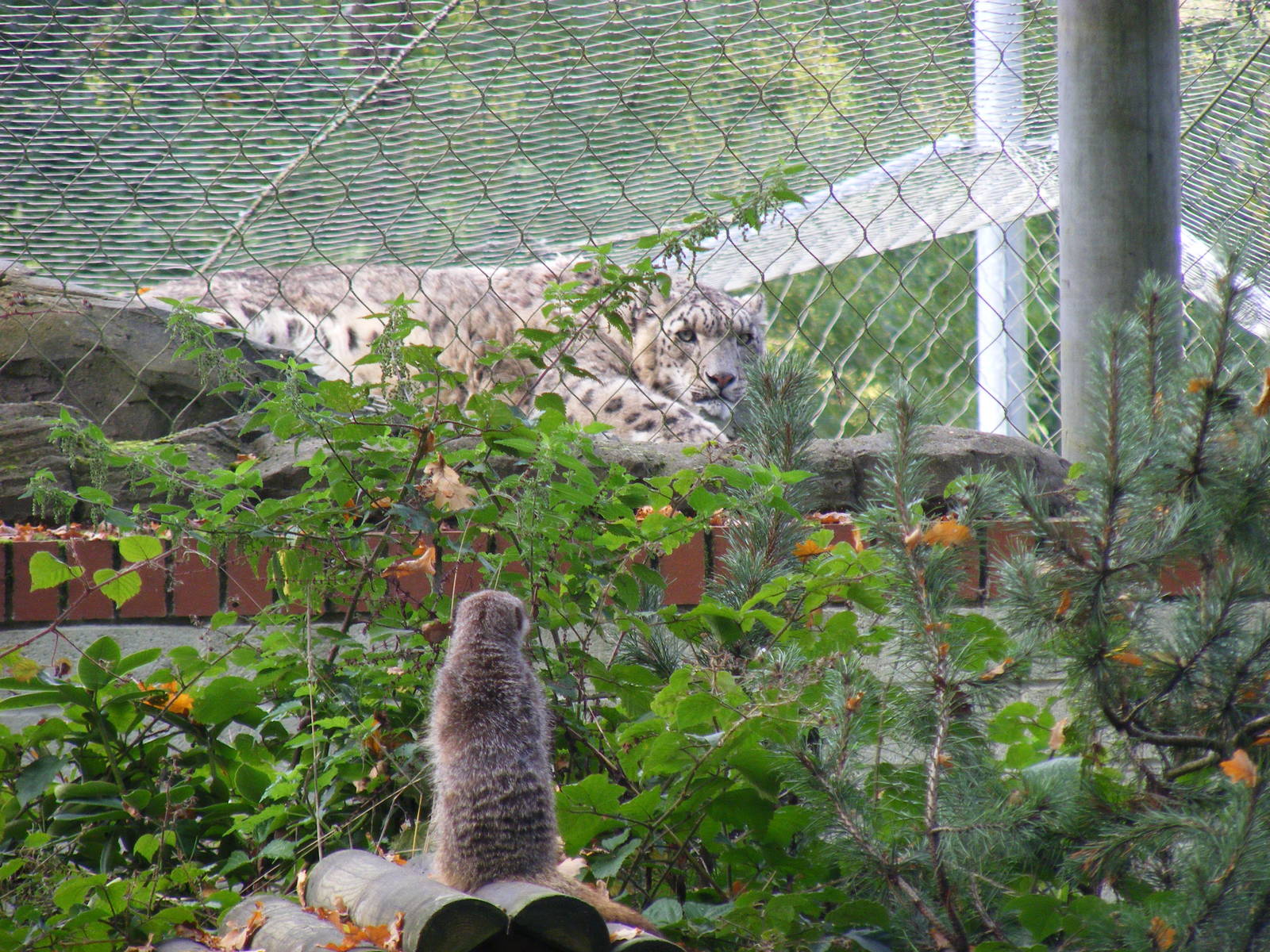 Meerkat looking at Yasmin the snow leopard at Marwell Wildlife, 9 October 2