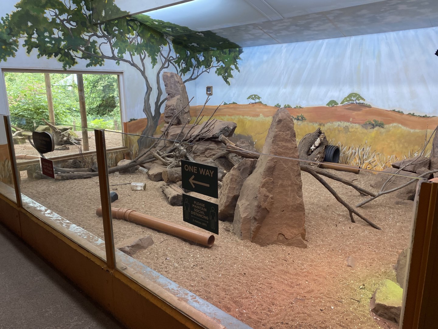 Meerkat Lookout 190622