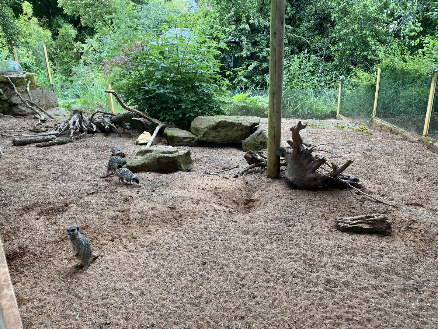 Meerkat Lookout 190622