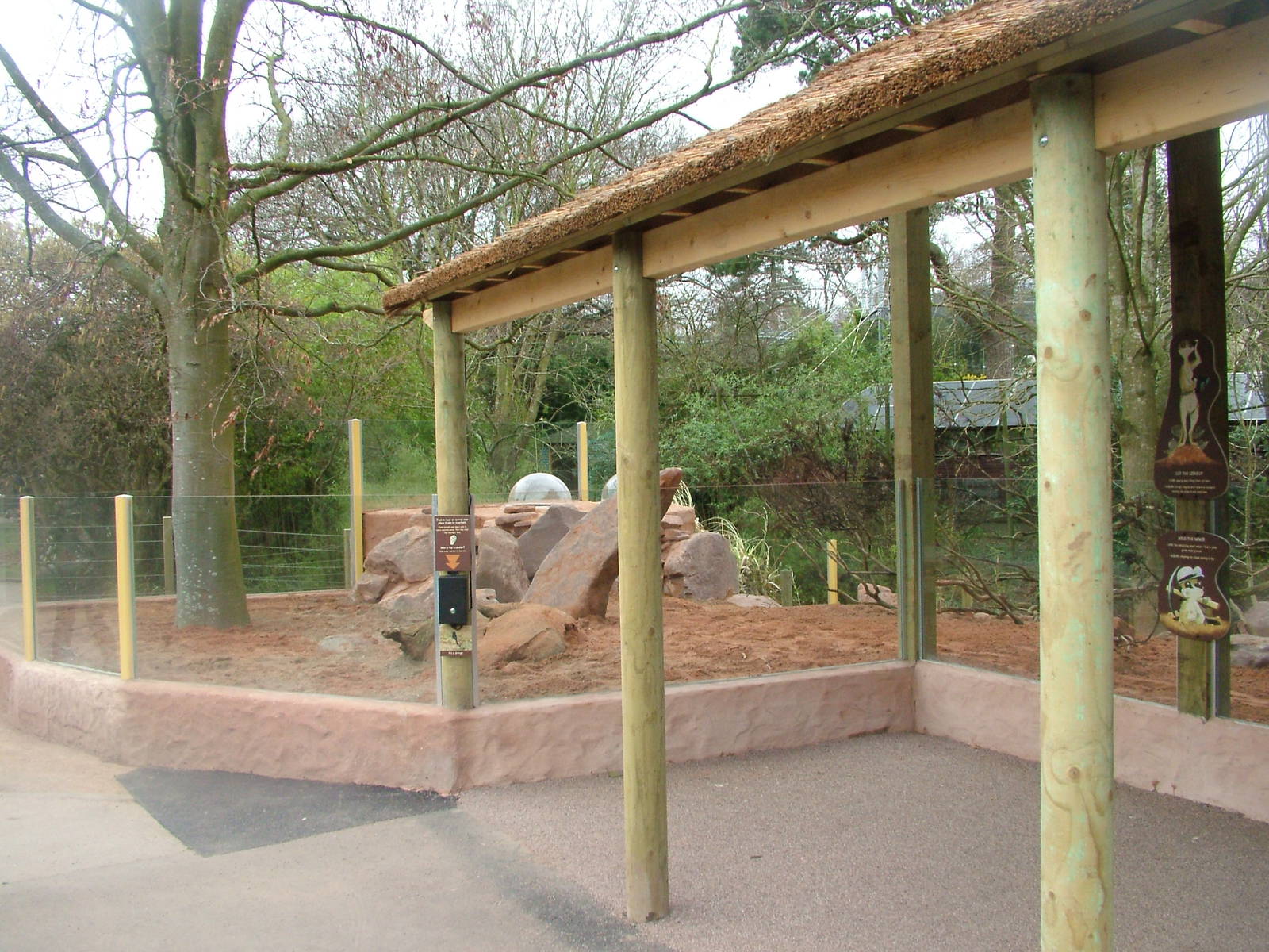 Meerkat Lookout at Bristol, 06/03/11