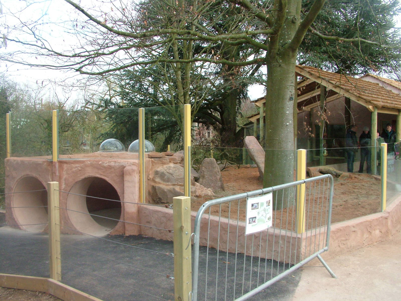 Meerkat Lookout at Bristol, 06/03/11