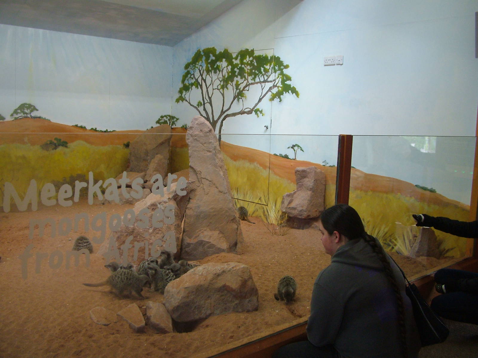 Meerkat Lookout Indoor Area at Bristol, 06/03/11