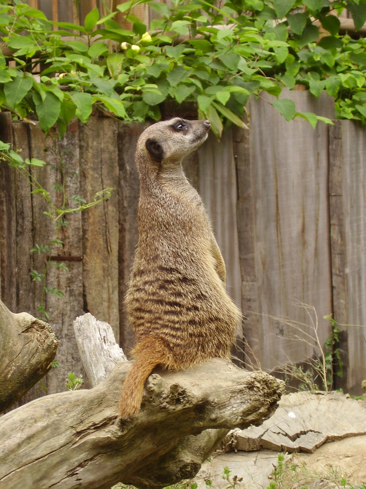 Meerkat Lookout