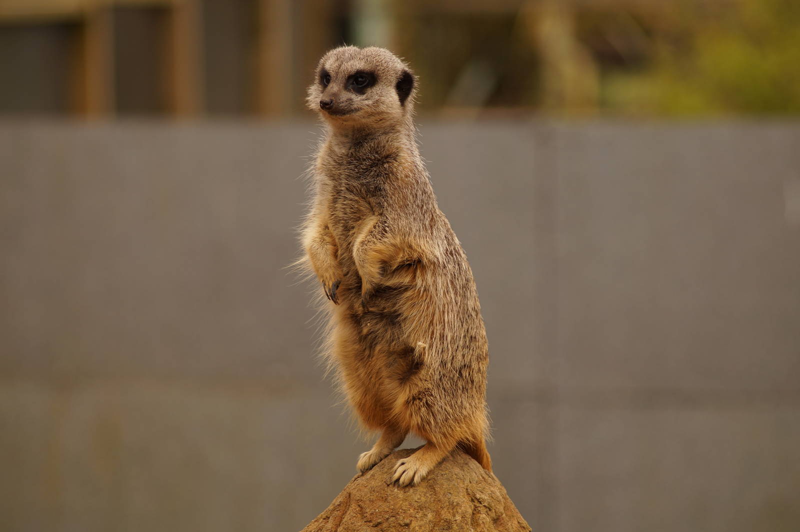 Meerkat Lookout