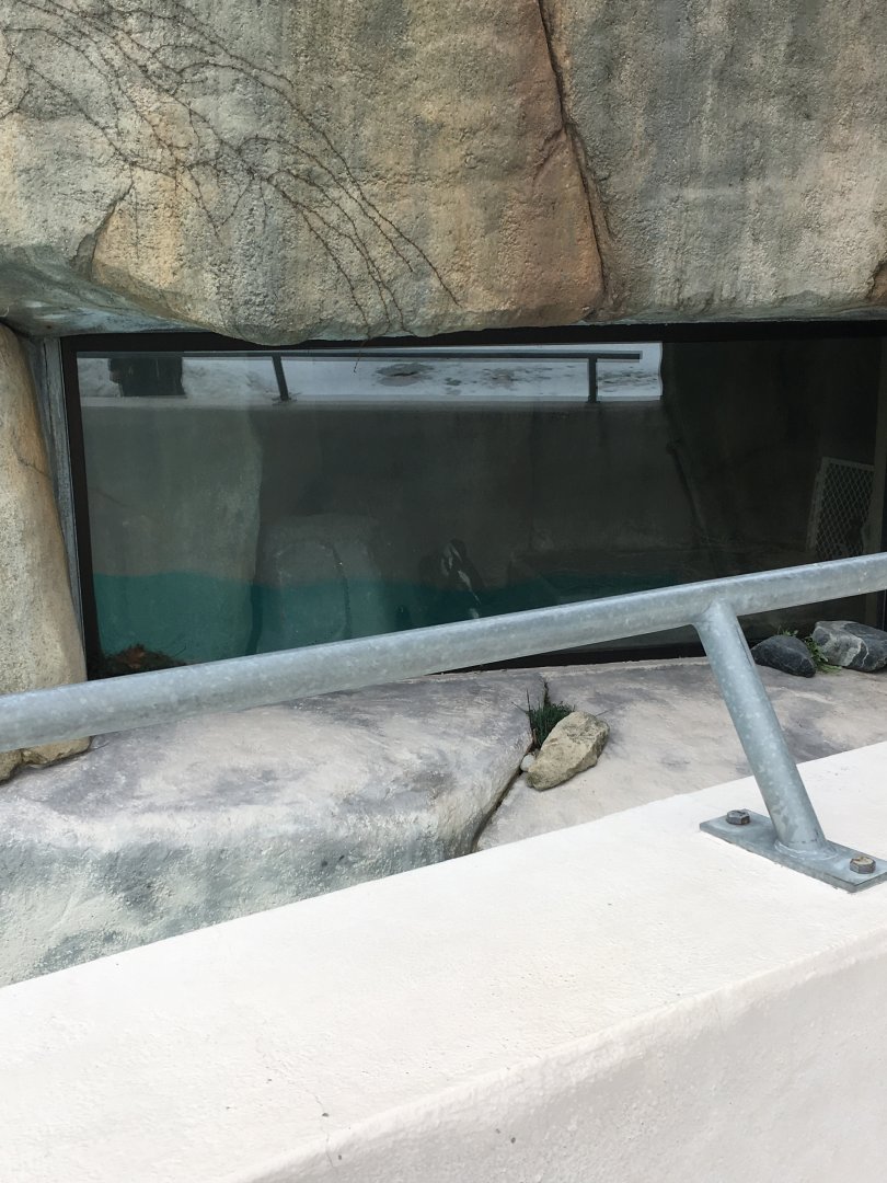 Meerkat Mannor - African Penguin Indoors