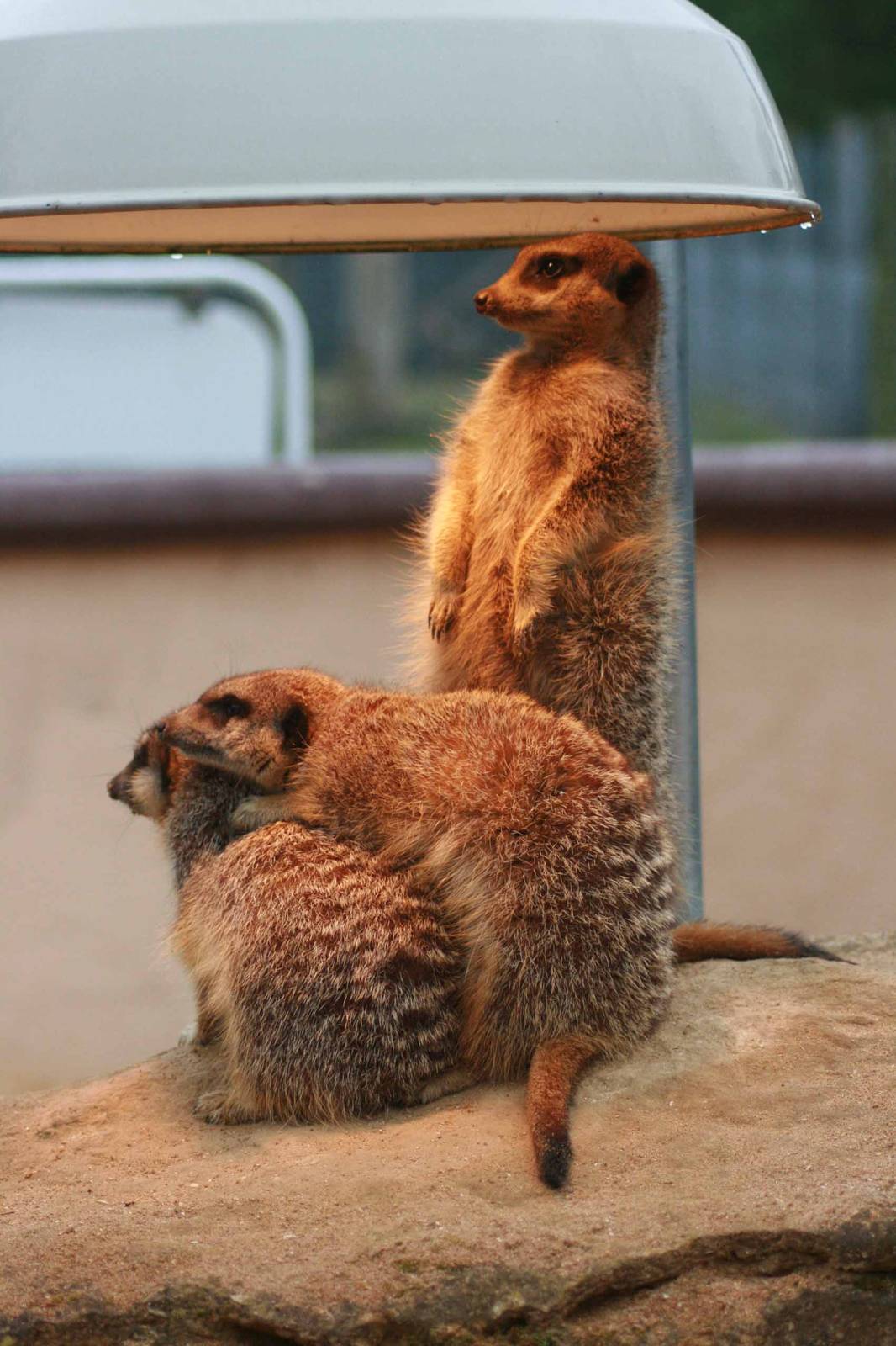 Meerkat, Marwell Wildlife
