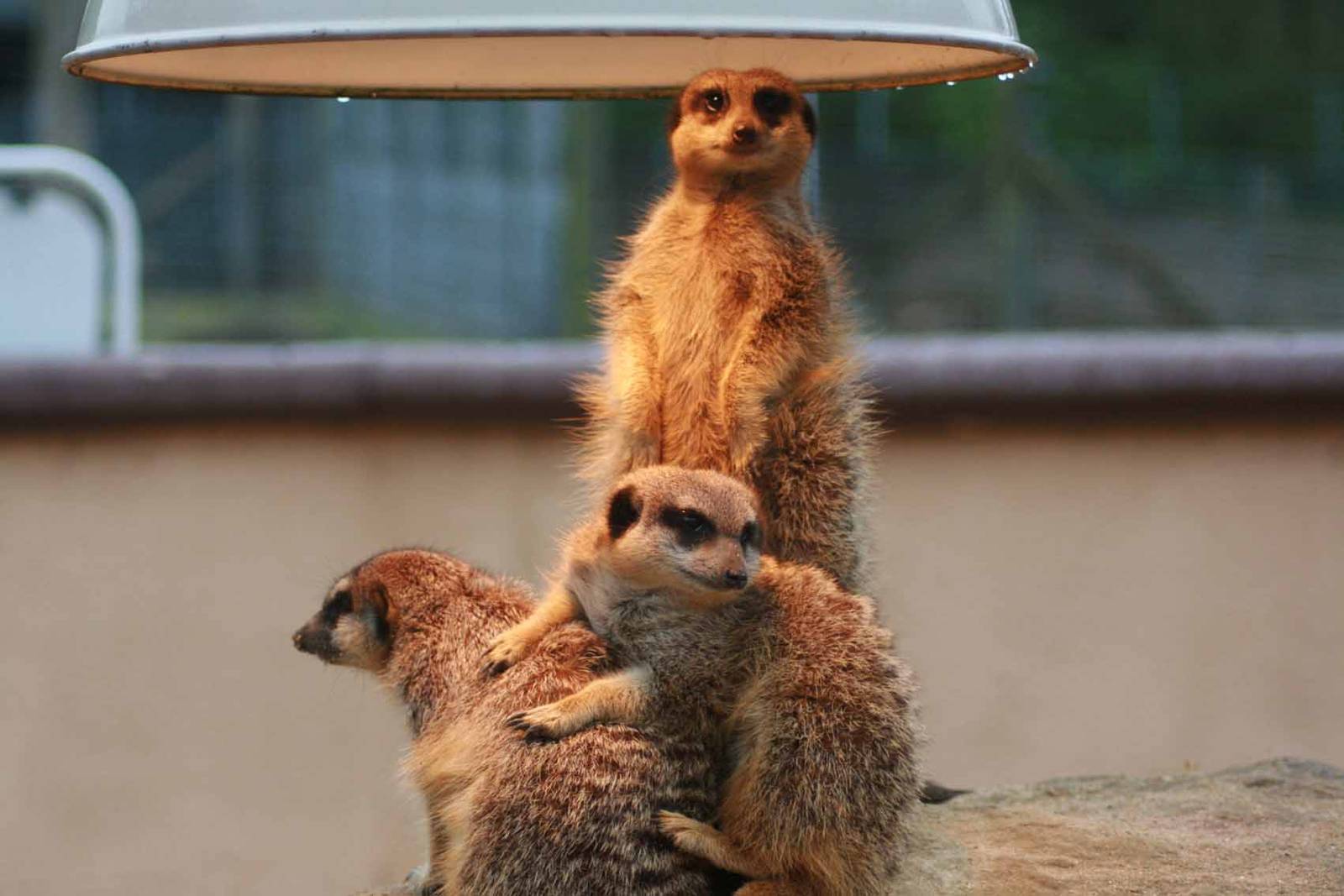 Meerkat, Marwell Wildlife