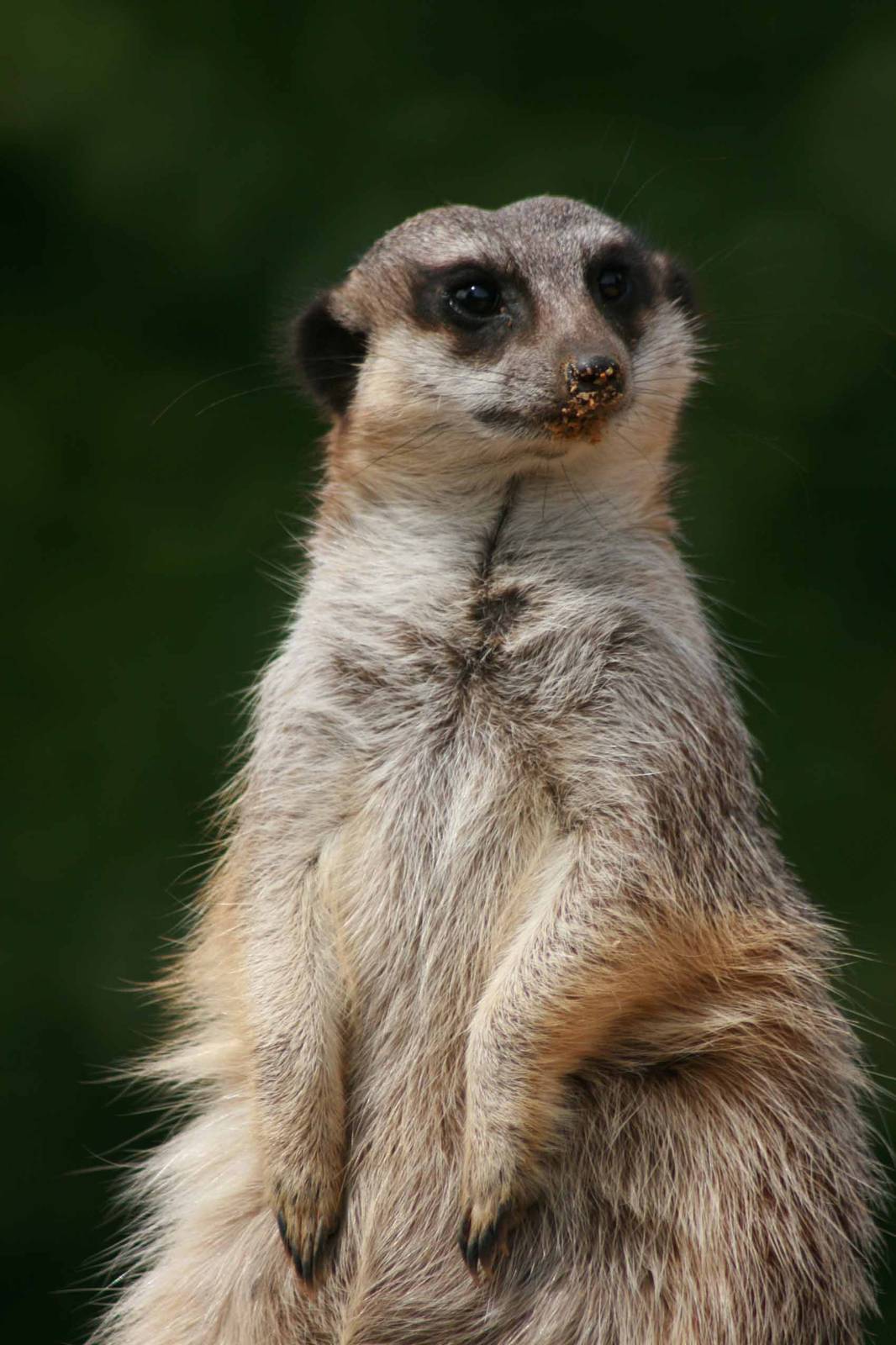 Meerkat, Marwell Wildlife